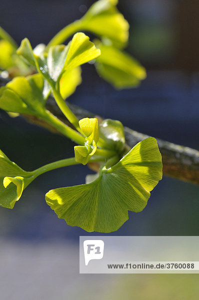 Junge Blätter des Ginkgo Baumes (Ginkgo biloba)
