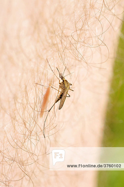 Gemeine Stechmücke (Culex pipiens) sitzt an einem Bein