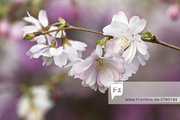 Blühende Winterkirsche  Frühlings-Kirsche  Higan-Kirsche (Prunus subhirtella)  Zweig mit Blüten