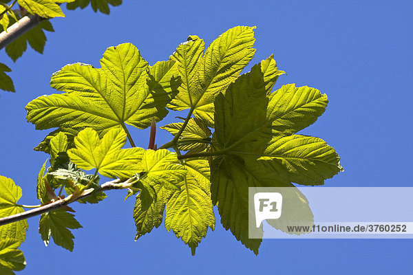 Bergahorn  Berg-Ahorn (Acer pseudoplatanus)  Blattaustrieb im Frühling  Blätter