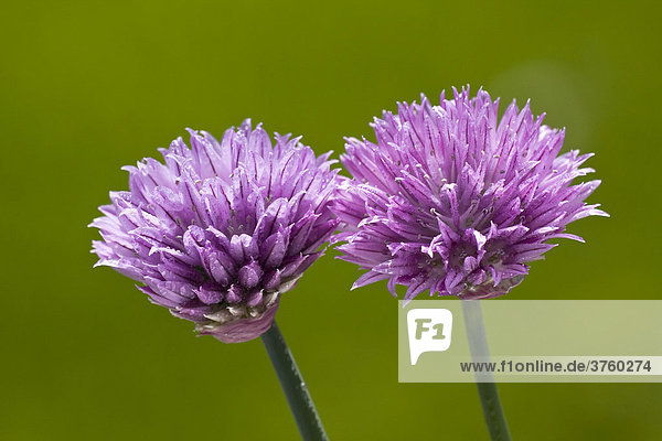 Blühender Schnittlauch (Allium schoenoprasum)  Blüten