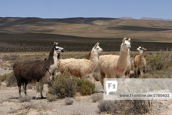 Lamas auf Andenhochebene  San Antonio de los Cobres  Provinz Salta  Anden  Argentinien  Südamerika