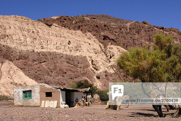 Bunte Sandsteinformation mit Hütte und Lamas  Quebrada del RÌo Las Conchas  Cafayate  Provinz Salta  Anden  Argentinien  Südamerika