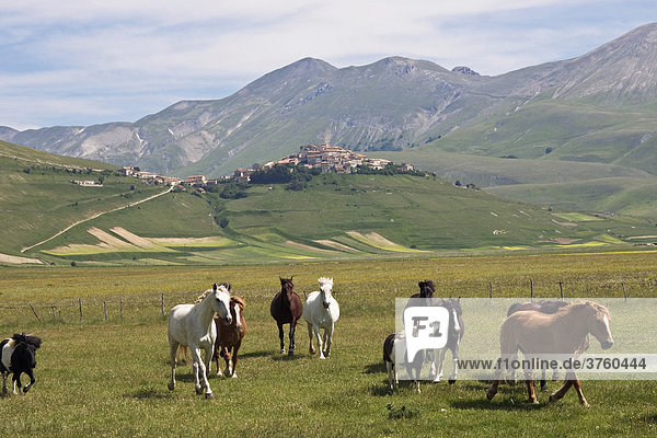 Pferde  Monti Sibillini Nationalpark bei Castelluccio  Umbrien  Italien  Europa