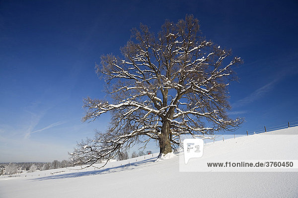 Stieleiche  Deutsche Eiche (Quercus robur) im Schnee  Oberbayern  Deutschland  Europa