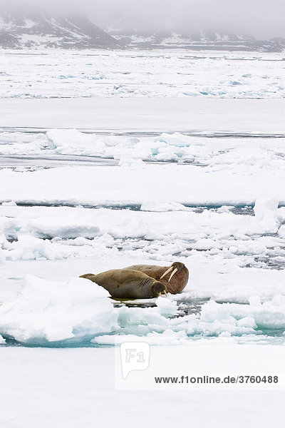 Walrosse (Odobenus rosmarus)  Männchen und Weibchen auf Eisscholle  Spitzbergen  Norwegen  Europa