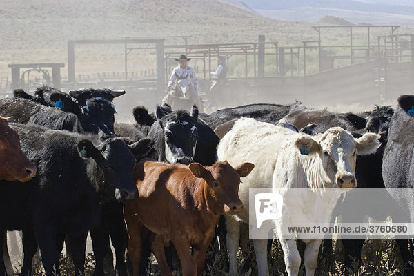 Cowgirl und Cowboy mit Rindern  Oregon  USA