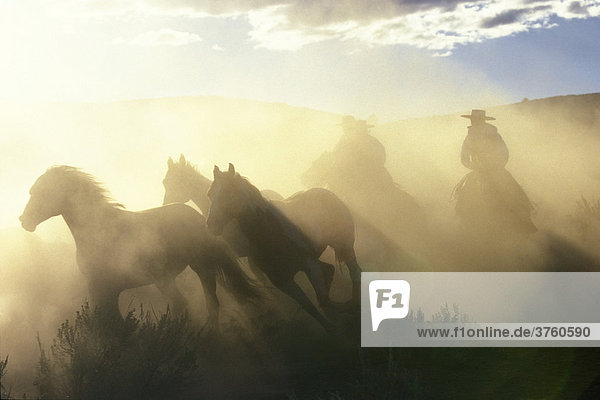 Cowboys reiten bei Sonnenuntergang  Oregon  USA