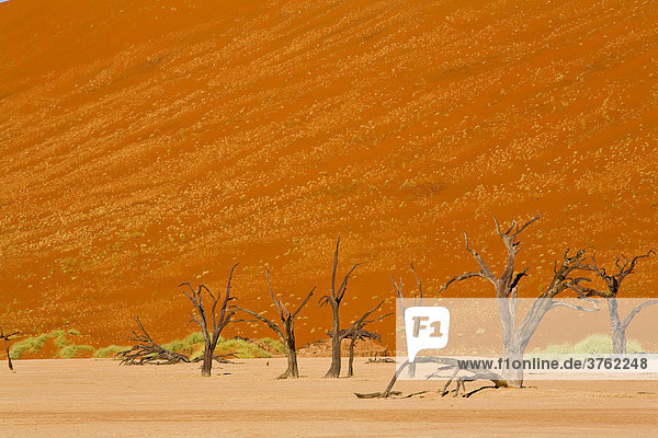 Deadvlei  Namibia