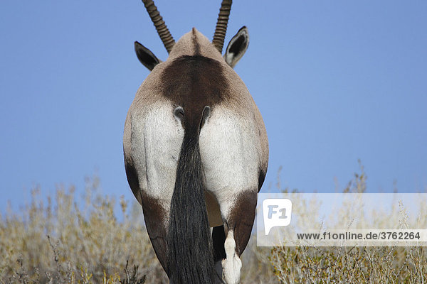 Oryxantilope von hinten  Kalahari  Afrika
