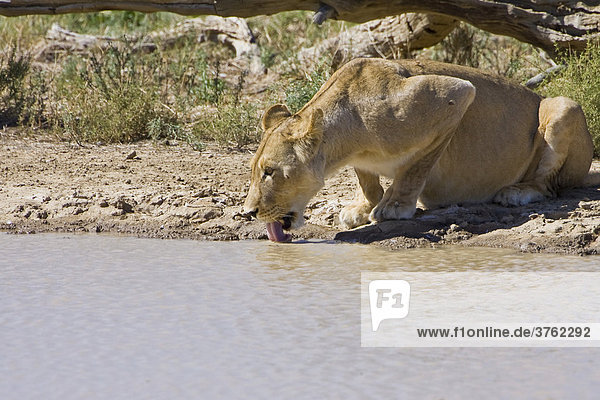 Löwin (Panthera leo) trinkt am Wasserloch  Südafrika  Afrika