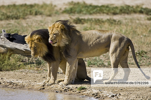 Zwei Löwen (Panthera leo) am Wasserloch  Südafrika  Afrika