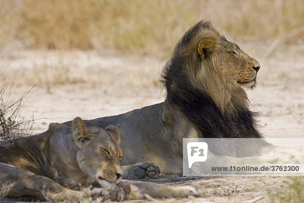 Löwe und Löwin (Panthera leo)  Kalahari  Südafrika  Afrika