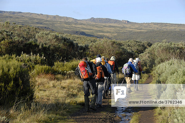 Group of trekkers on a footpath in heathland Mount Kenya National Park Kenya