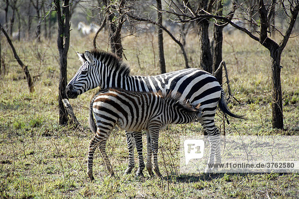 Steppenzebra (Equus quagga) und Junges in der Savanne Serengeti Nationalpark Tansania