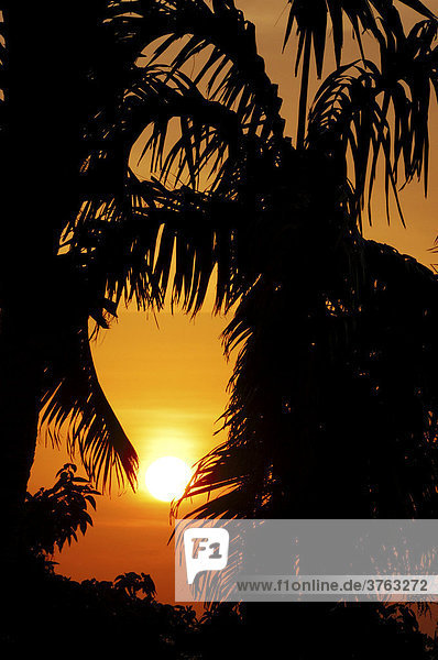 Baumsilhouette und Sonnenuntergang  Darwin  Northern Territory  Australien
