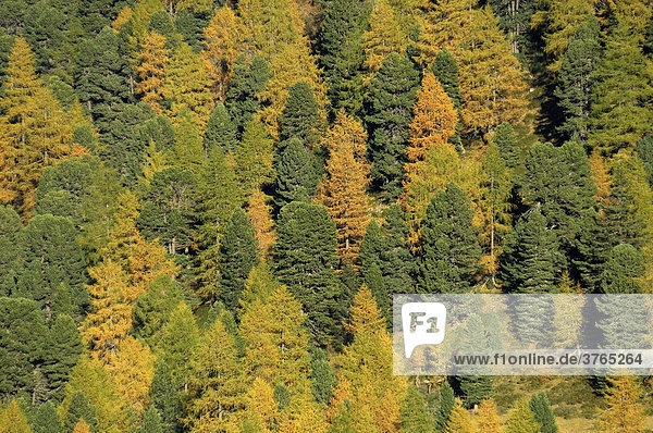 Herbstlicher Nadelwald am Staller Sattel  Osttirol  Österreich