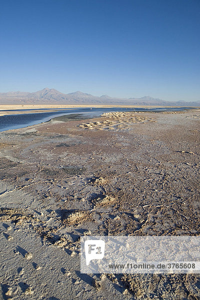 Reserva Nacional los Flamencos in der Salar de Atacama  RegiÛn de Antofagasta  Chile  Südamerika