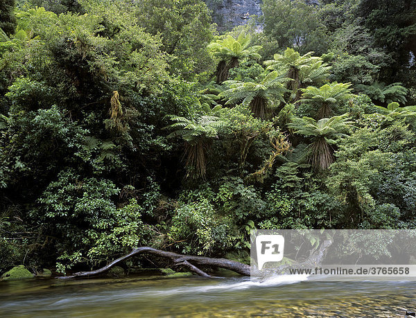 Regenwald mit Baumfarnen entlang des Pororari Flusses  Punakaiki Nationalpark  Südinsel  Neuseeland