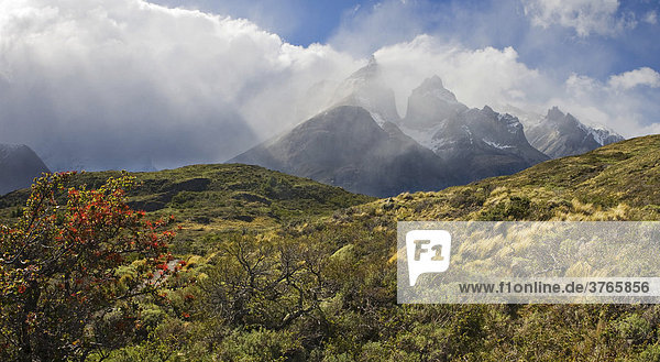 Chilenischer Feuerbusch (Embothrium Coccineum) und dahinter Felstürme der Los Cuernos  Torres del Paine Nationalpark  Patagonien  Chile  Südamerika