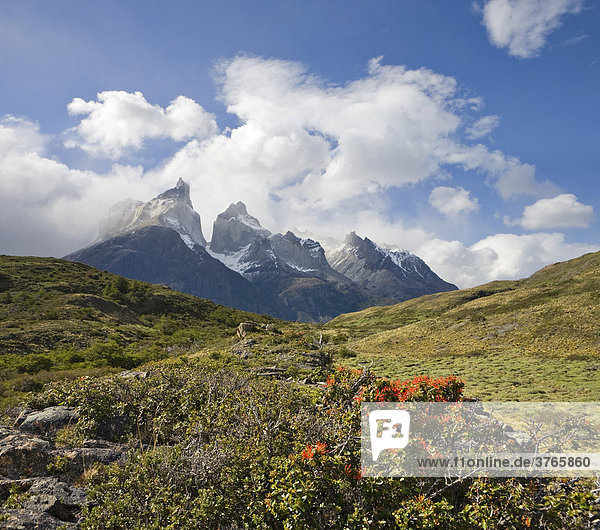 Chilenischer Feuerbusch (Embothrium Coccineum) und Felstürme Los Cuernos  Torres del Paine Nationalpark  Patagonien  Chile  Südamerika