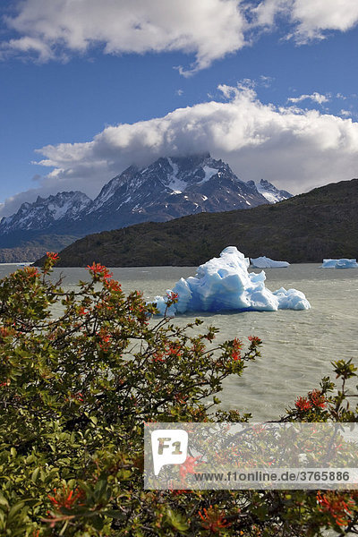 Chilean Firebush (Embothrium Coccineum)  iceberg and Torres del Paine Grande peaks from Logo Grey  Torres del Paine National Park  Patagonia  Chile  South America