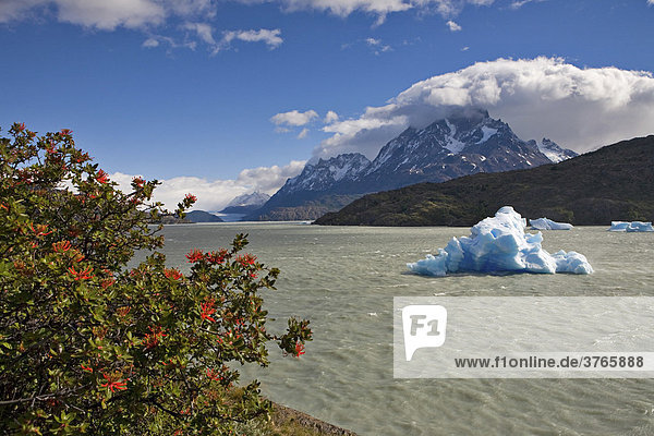 Chilean Firebush (Embothrium Coccineum)  iceberg and Torres del Paine Grande peaks from Logo Grey  Torres del Paine National Park  Patagonia  Chile  South America