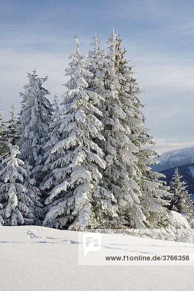 Frisch verschneite Fichten in den Kitzbühler Alpen