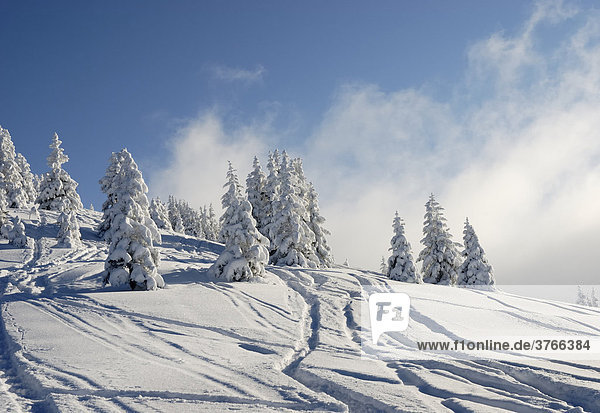 Schneebedeckte Fichtenbäume mit Skispuren in den tiroler Bergen Wildschönau Österreich