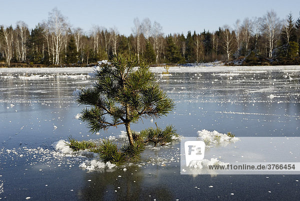 Junger Kiefernbaum pinuns sylvertris pinaceae wächst in einer Überschwemmungsfläche und ist in einer gefrorenen Eisdecke eingefroren Nicklheim Deutschland