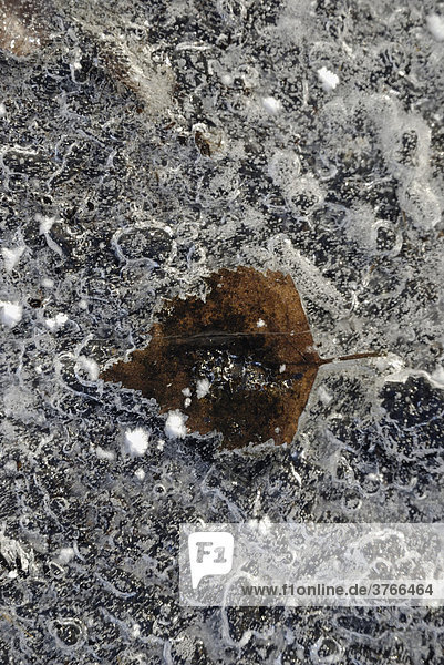 In Eisschicht eingefrorene Gasblasen und herbstliches Birkenblatt betual pubescens
