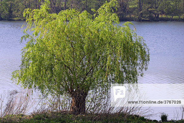 Weide Weidenbaum am Wasser Frühlingsaustrieb Salix spec.