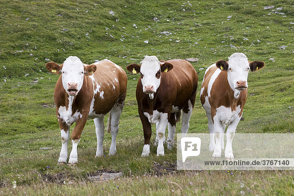 Drei Kühe schauen  Wiese bei Großglockner Hochalpenstraße  Nationalpark Hohe Tauern  Österreich