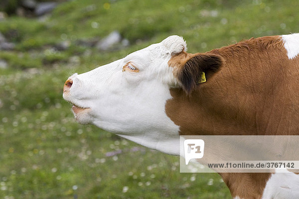 Muhende Kuh  Wiese bei Großglockner Hochalpenstraße  Nationalpark Hohe Tauern  Österreich