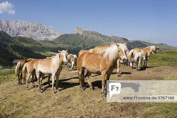 Haflinger Pferde  Seiser Alm  Südtirol  Italien