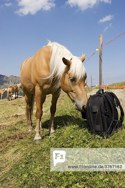 Haflinger Pferd schnüffelt an einem Rucksack  Seiser Alm  Südtirol  Italien