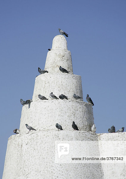 Qatar  Katar  Doha  Qassim Moschee  viele Tauben auf dem Dach