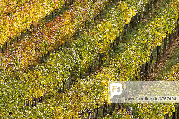 Weingarten im Herbst  Perchtoldsdorf  Niederösterreich  Österreich
