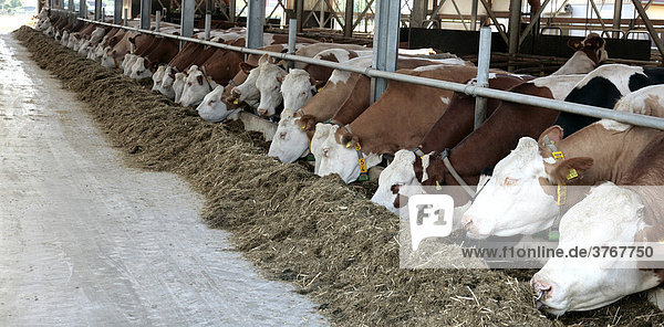 Cows feeding in barn