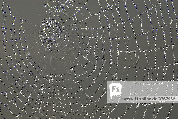 Spinnennetz mit Tautropfen