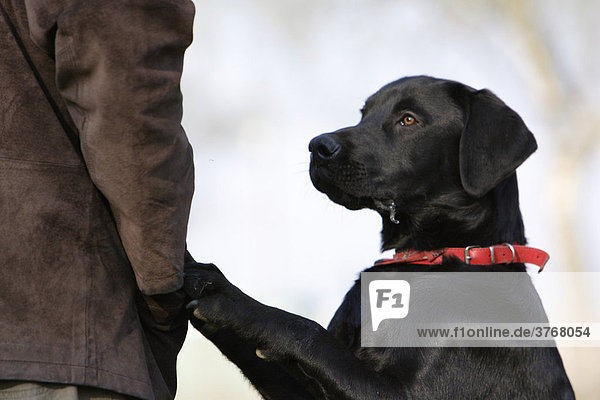 Schwarzer Labrador Retriever bettelt um Futter