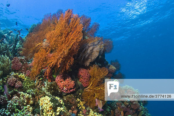 Farbenprächtiges Korallenriff bewachsen mit Gorgonien.