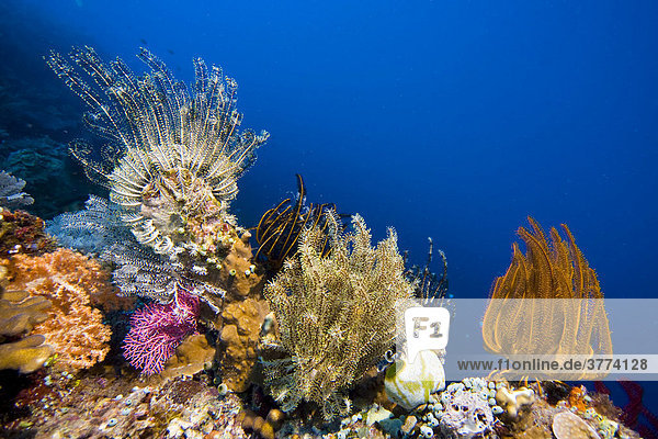 Farbenprächtiges Korallenriff bewachsen mit Ferdersternen.