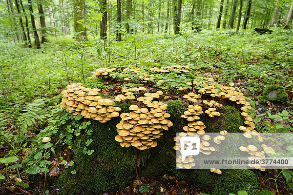 Gemeine Stockschwämmchen (Kuehneromyces mutabilis)  Wald bei Oberelsbach  Rhön  Unterfranken  Bayern