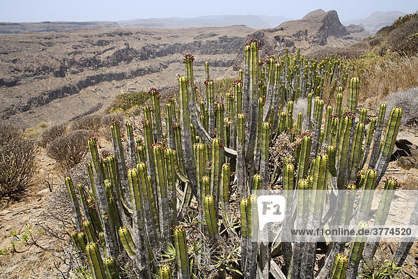 Kandelaberwolfsmilch Kanarenwolfsmilch (Euphorbia canariensis)  Gran Canaria  Kanaren  Spanien