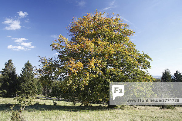 Herbstliche Rotbuche (Fagus sylvatica) Fladungen Rhön-Grabfeld Unterfranken Bayern Deutschland