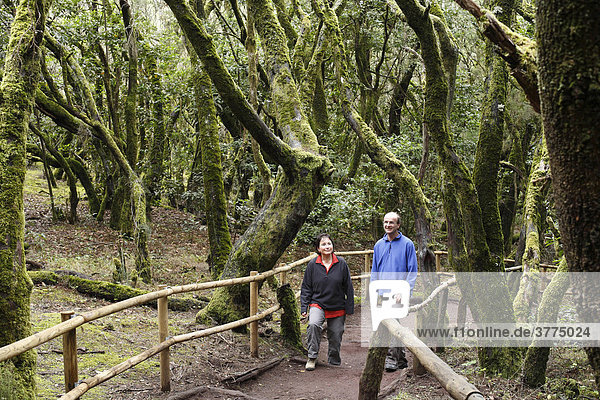 Pair walking through Garajonay National Park  laurel forest  laurisilva  La Gomera  Canary Islands  Spain