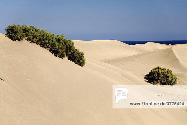 Dünen von Maspalomas mit Blick auf den Atlantik  auf Gran Canaria  Kanarische Inseln  Spanien