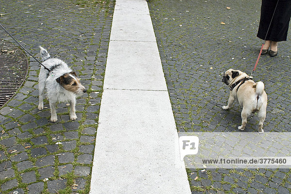 Parson-Russell-Terrier und Mops an der Leine