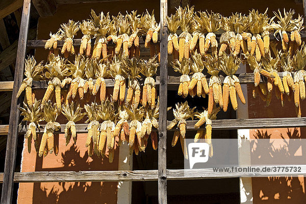 Corn cobs hanged for drying  Open-Air-Museum Ballenberg  Brienz  Switzerland  Europe